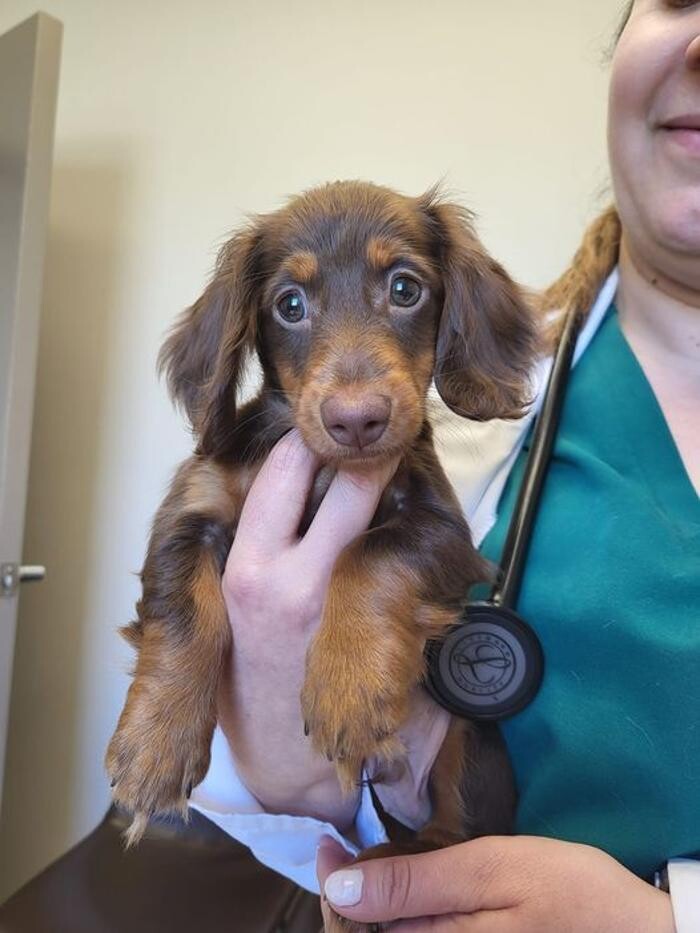 Images Back Mountain Veterinary Hospital