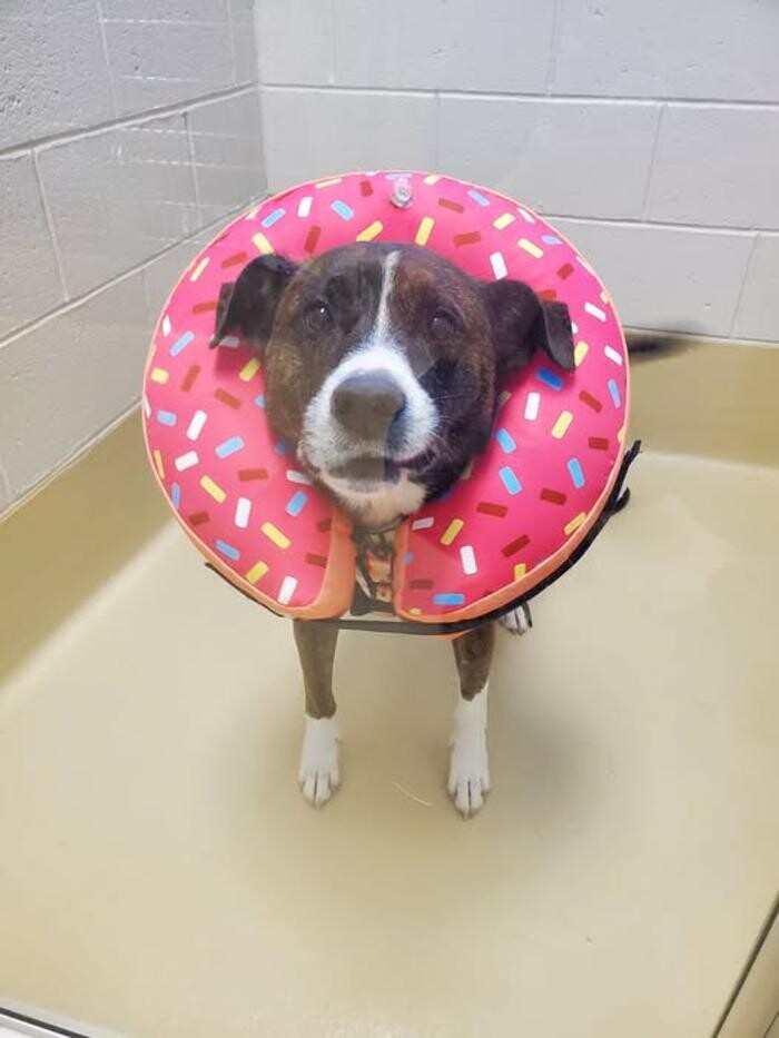 Images Back Mountain Veterinary Hospital