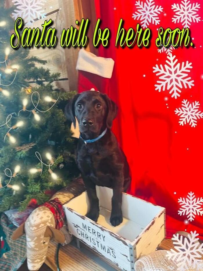 Images Shannon Veterinary Services