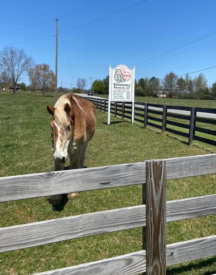 Images Shannon Veterinary Services