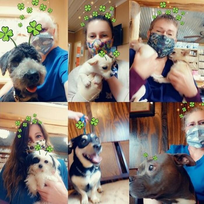 Images Shannon Veterinary Services