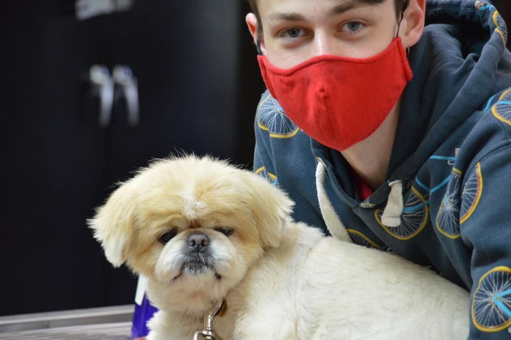 Images Shannon Veterinary Services