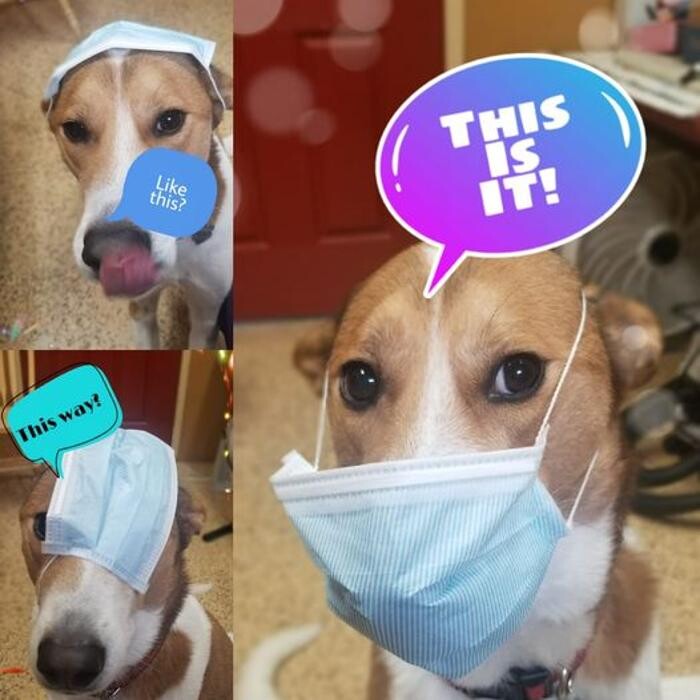 Images Shannon Veterinary Services