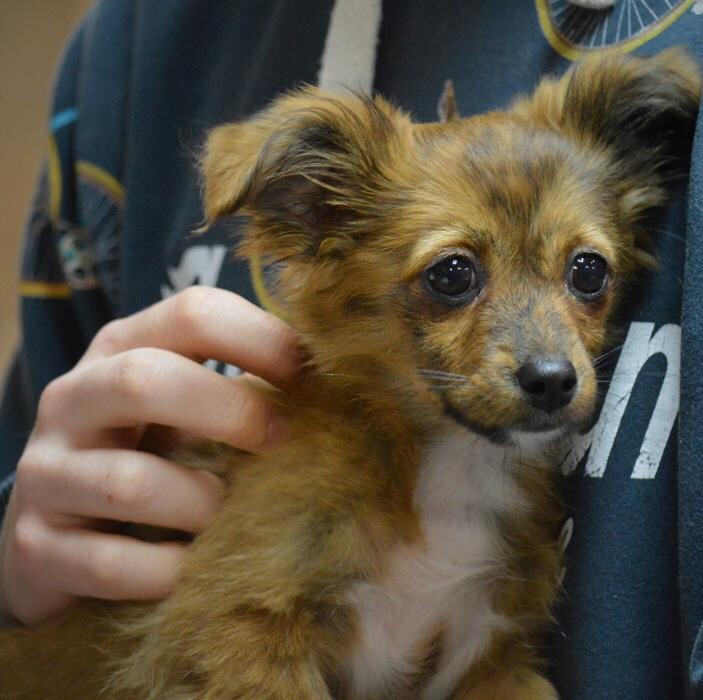Images Shannon Veterinary Services