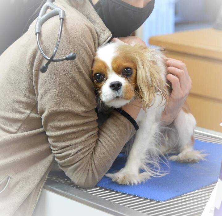 Images Shannon Veterinary Services
