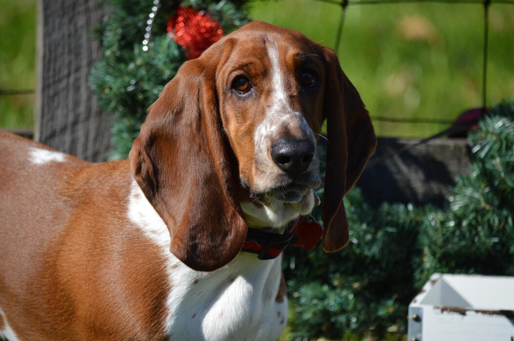 Images Shannon Veterinary Services