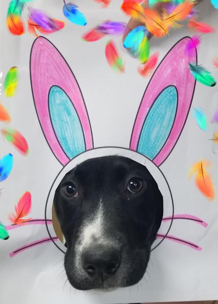 Images Shannon Veterinary Services