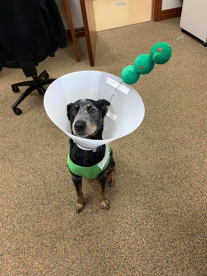 Images Shannon Veterinary Services