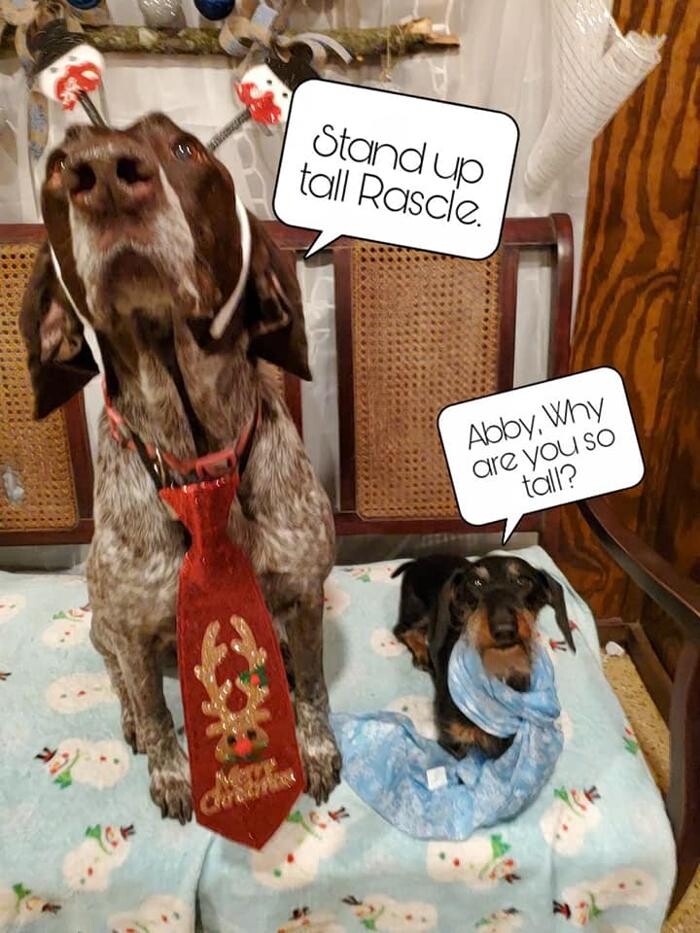 Images Shannon Veterinary Services