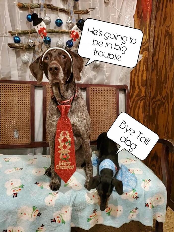 Images Shannon Veterinary Services