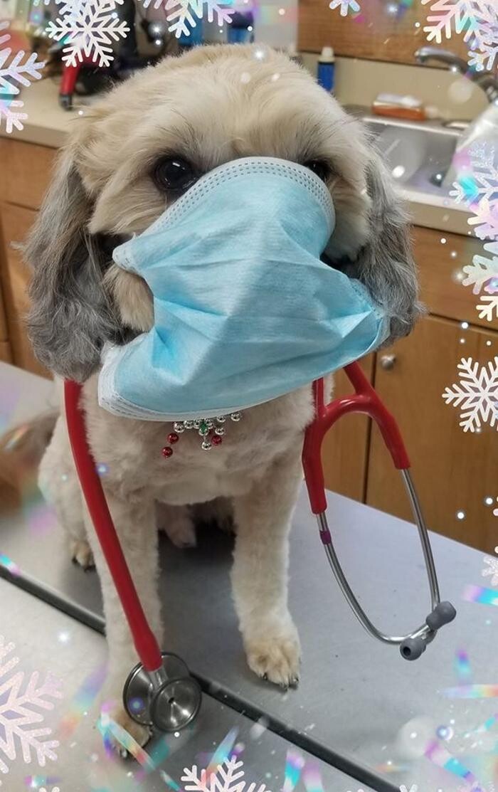 Images Shannon Veterinary Services