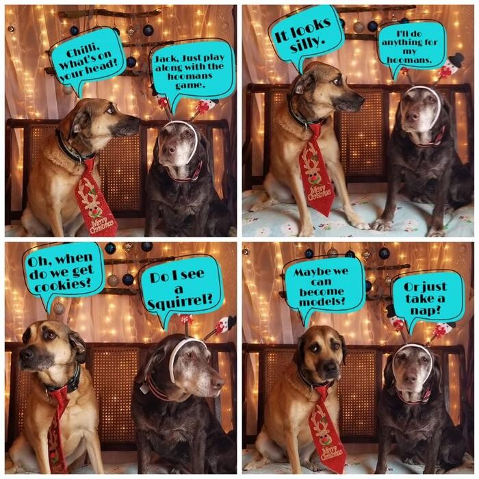 Images Shannon Veterinary Services