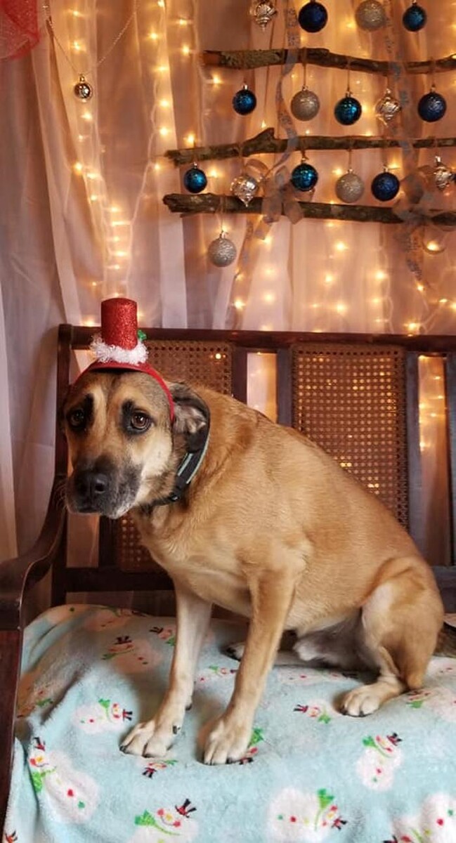 Images Shannon Veterinary Services
