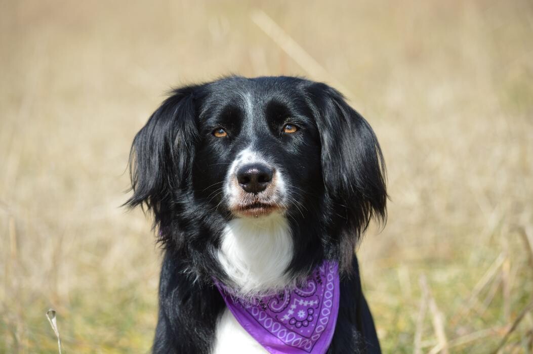 Images Shannon Veterinary Services