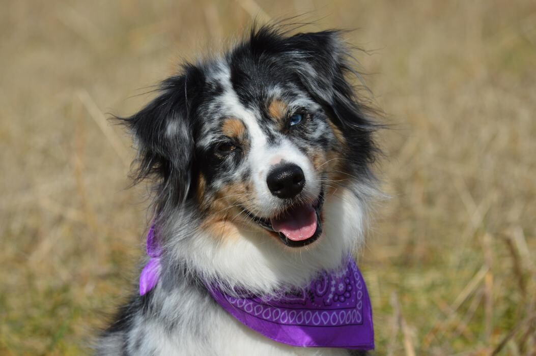 Images Shannon Veterinary Services