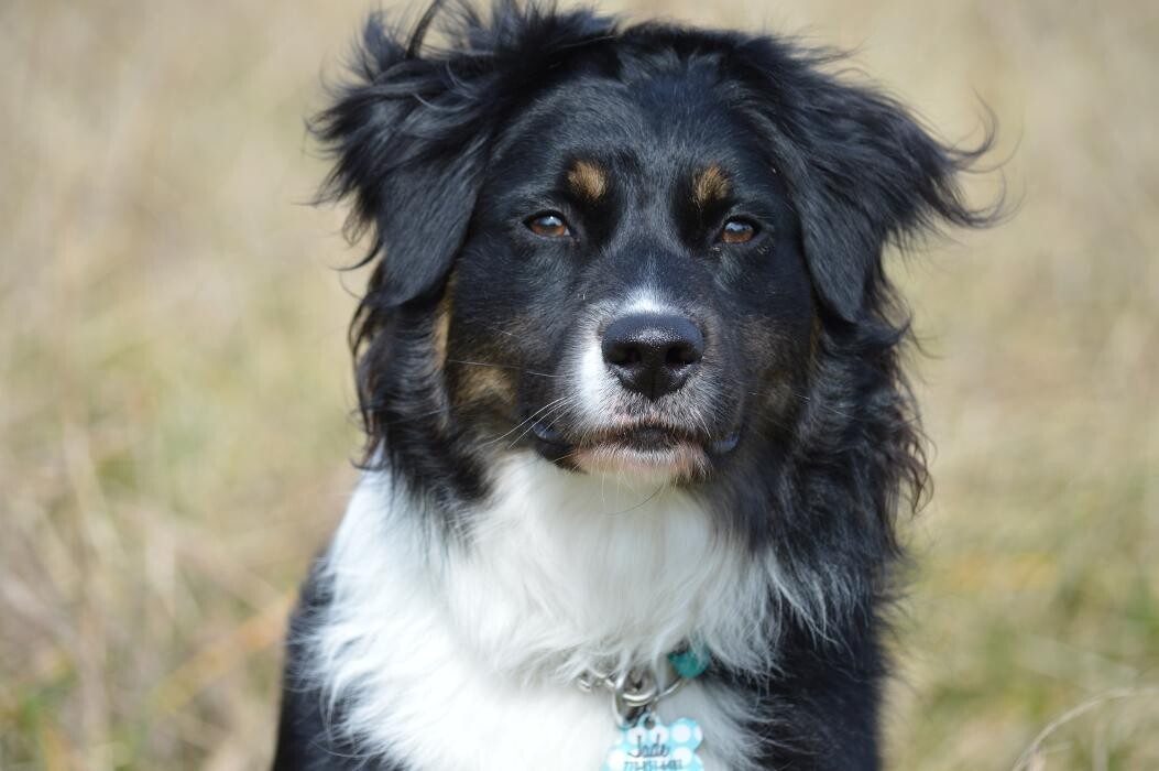 Images Shannon Veterinary Services