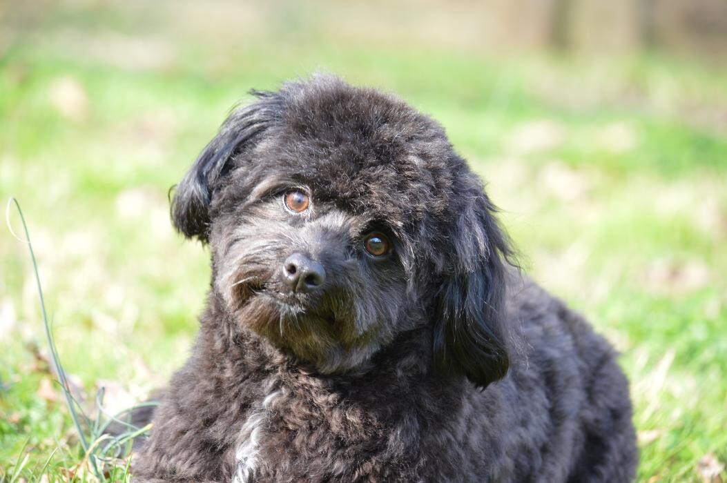 Images Shannon Veterinary Services