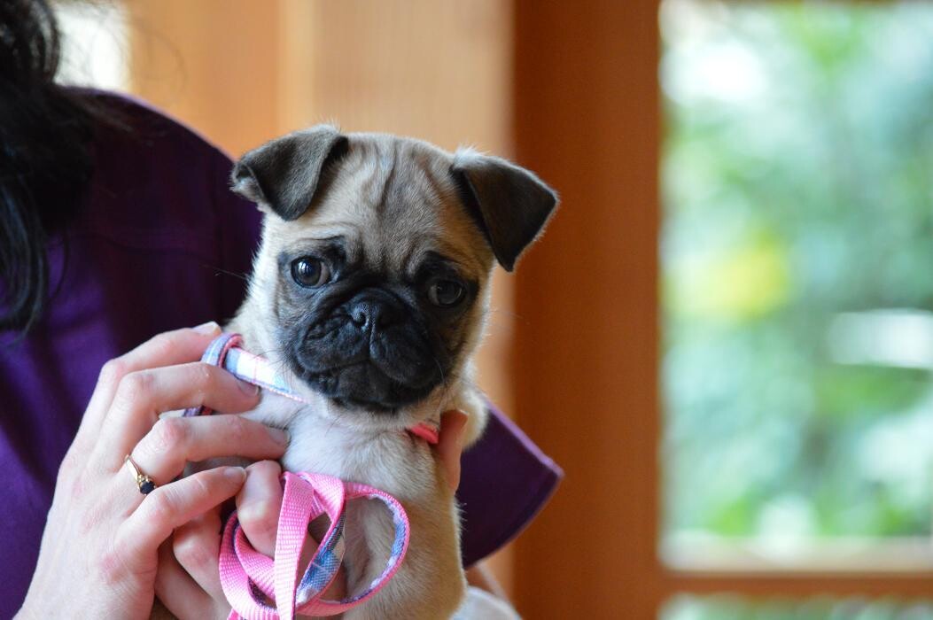 Images Shannon Veterinary Services