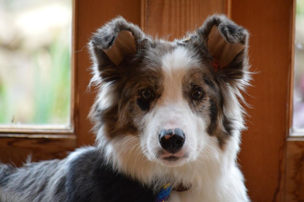 Images Shannon Veterinary Services