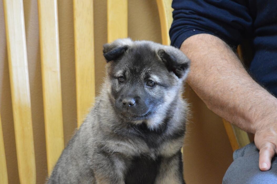 Images Shannon Veterinary Services