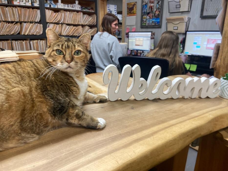 Images Shannon Veterinary Services