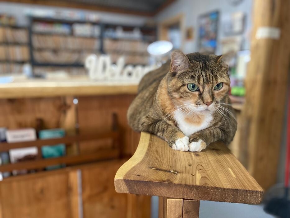 Images Shannon Veterinary Services