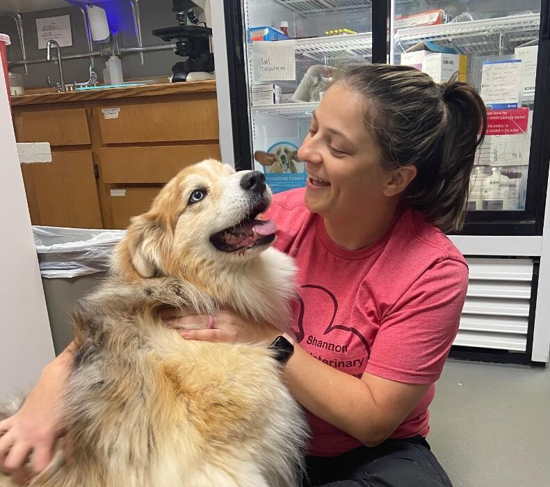 Images Shannon Veterinary Services