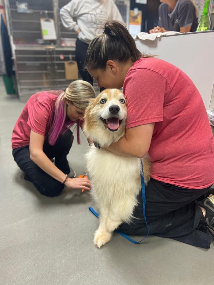 Images Shannon Veterinary Services