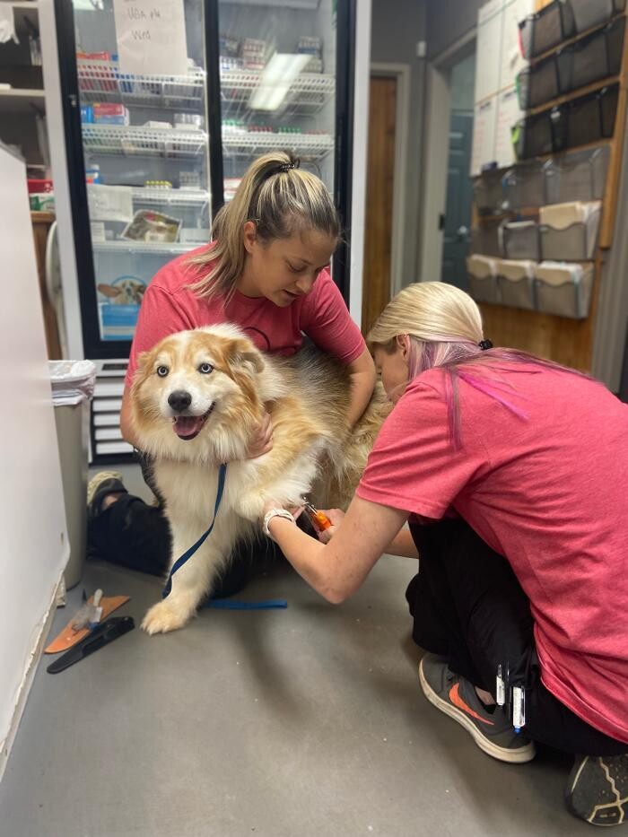Images Shannon Veterinary Services