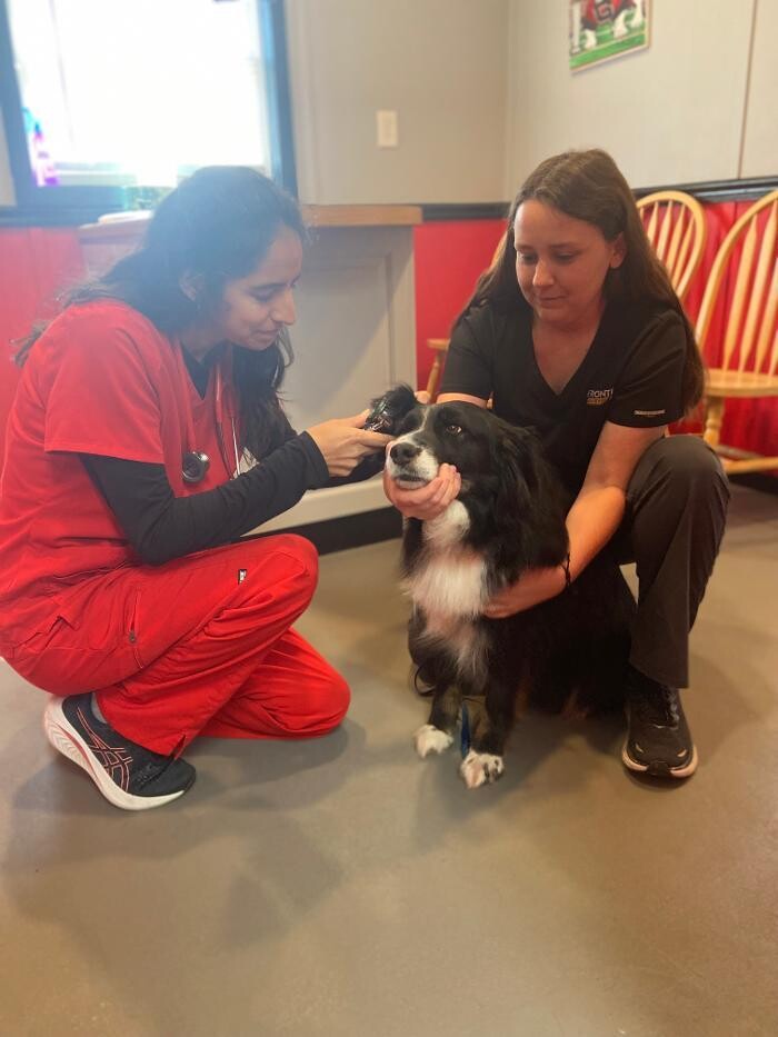 Images Shannon Veterinary Services