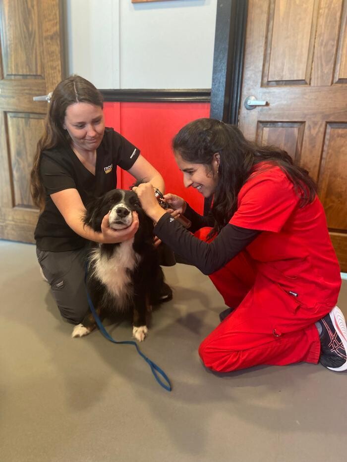 Images Shannon Veterinary Services