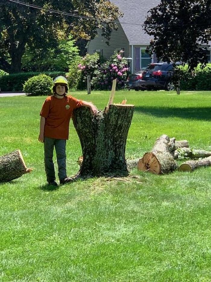 Images Brothers' Tree Service LLC