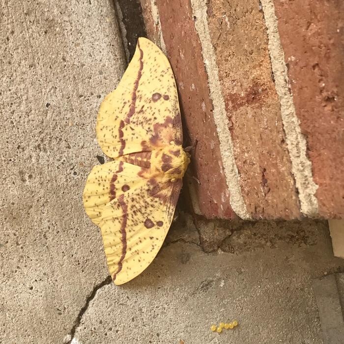 Images Ed Setliff - State Farm Insurance Agent