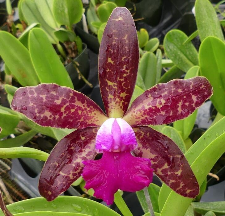 Images Odom's Orchids Inc