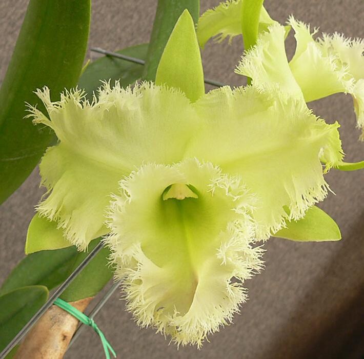Images Odom's Orchids Inc