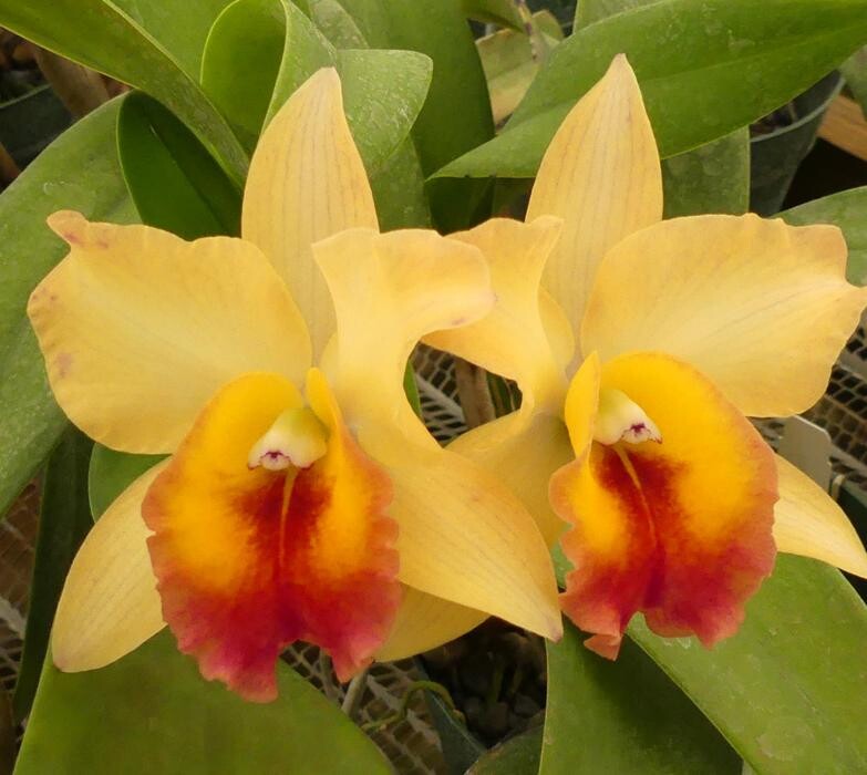 Images Odom's Orchids Inc