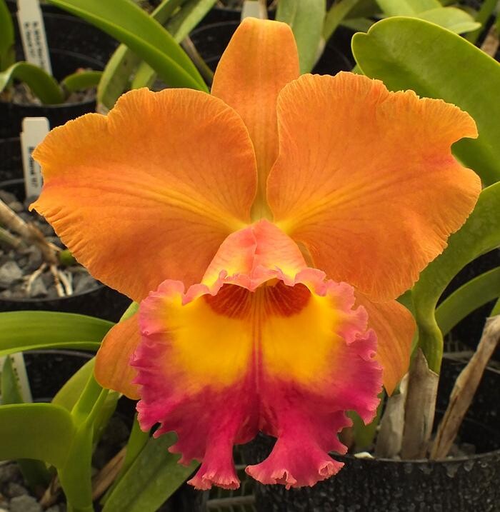Images Odom's Orchids Inc