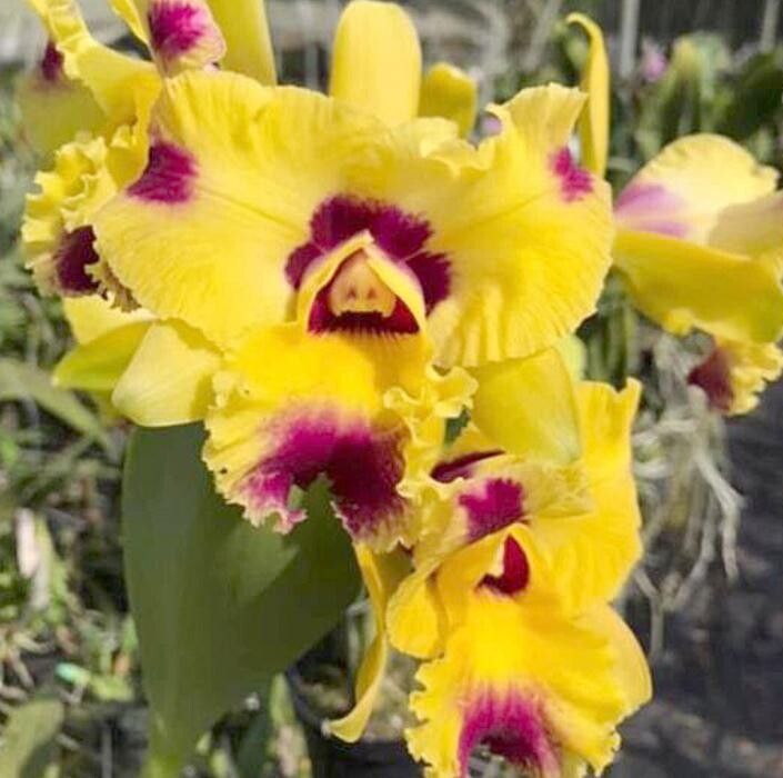 Images Odom's Orchids Inc
