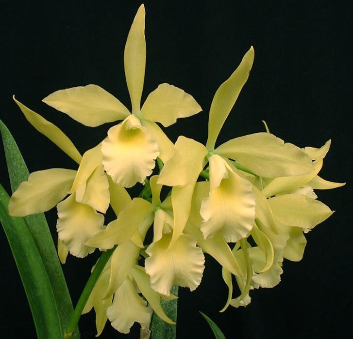 Images Odom's Orchids Inc