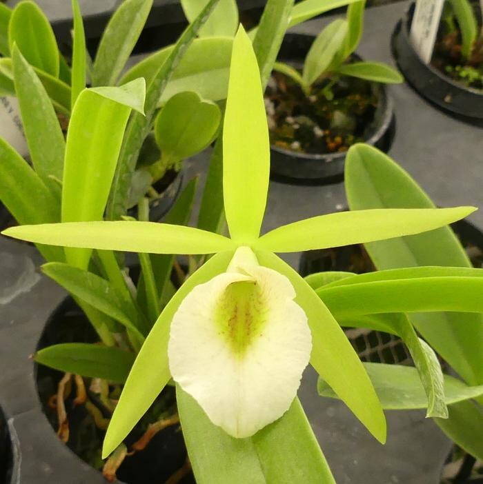 Images Odom's Orchids Inc