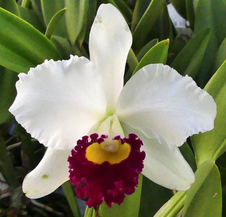 Images Odom's Orchids Inc