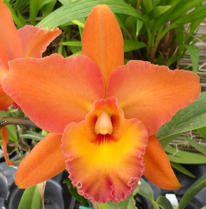 Images Odom's Orchids Inc