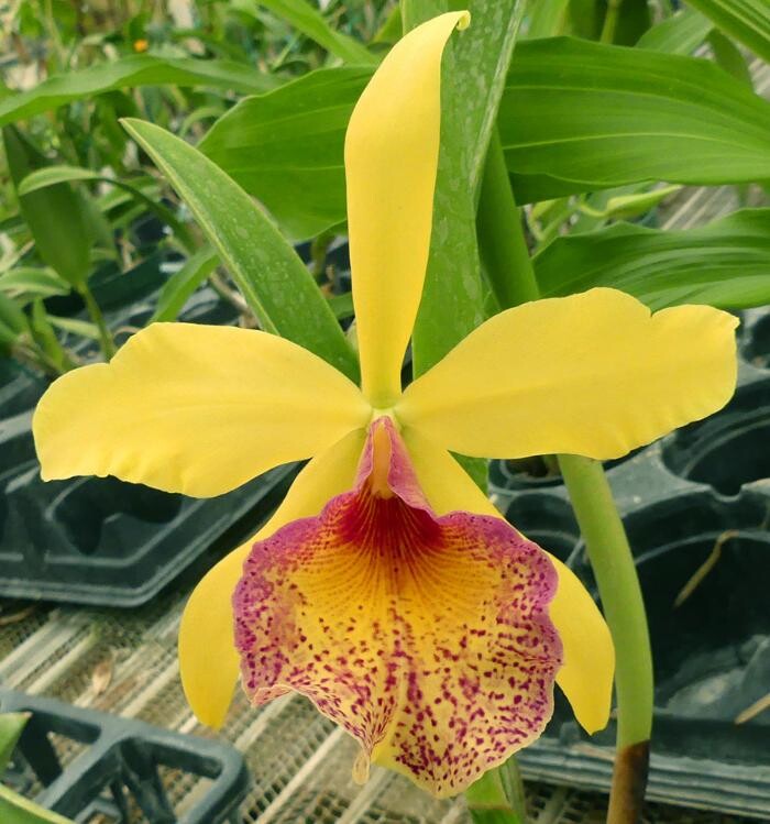 Images Odom's Orchids Inc