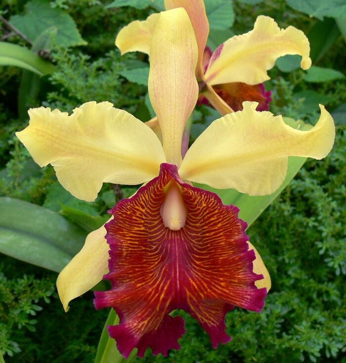 Images Odom's Orchids Inc