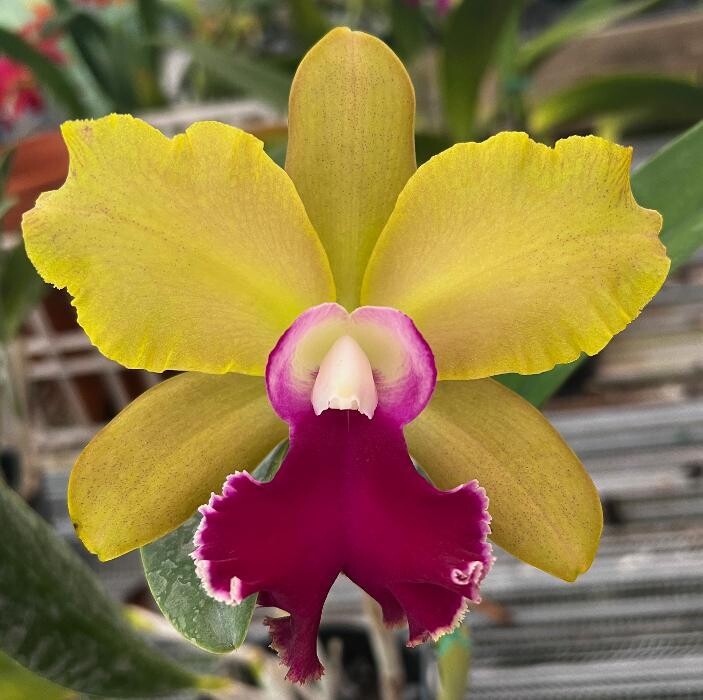Images Odom's Orchids Inc