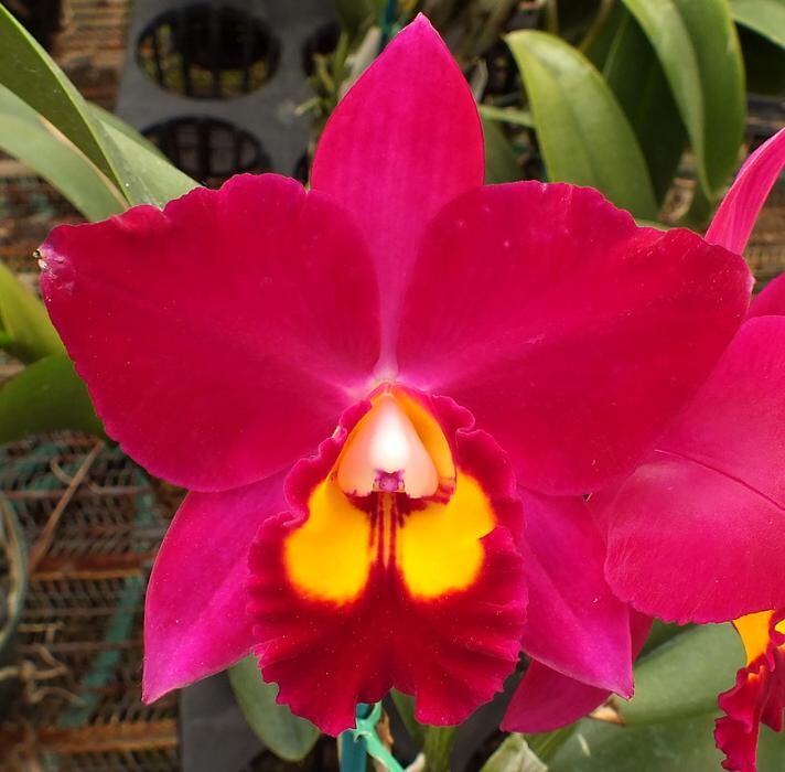 Images Odom's Orchids Inc