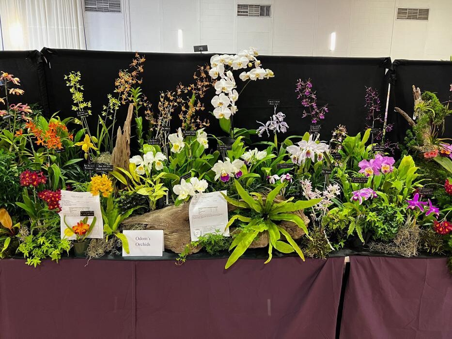 Images Odom's Orchids Inc