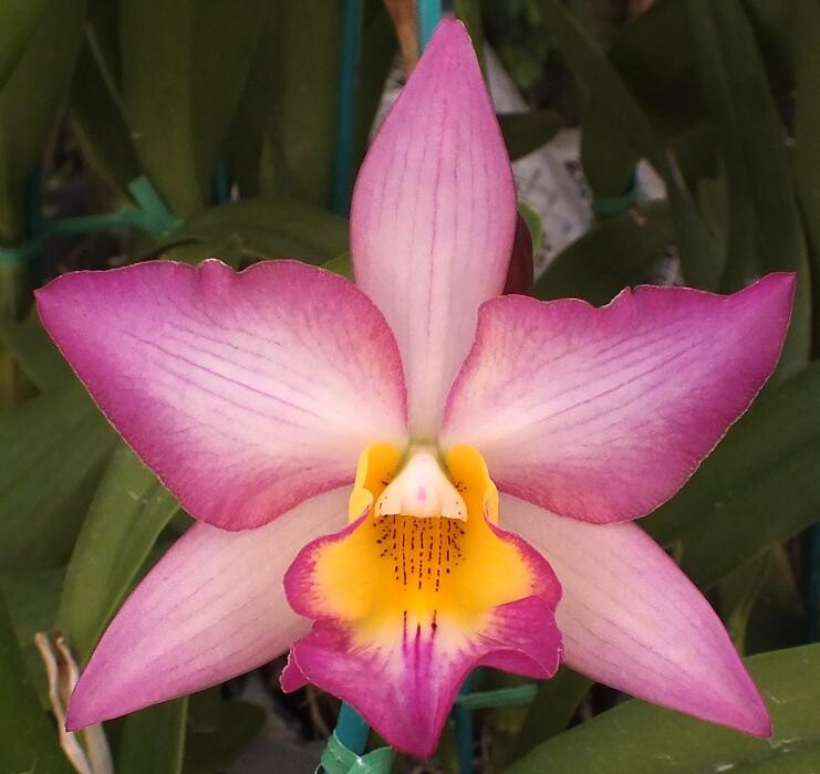 Images Odom's Orchids Inc