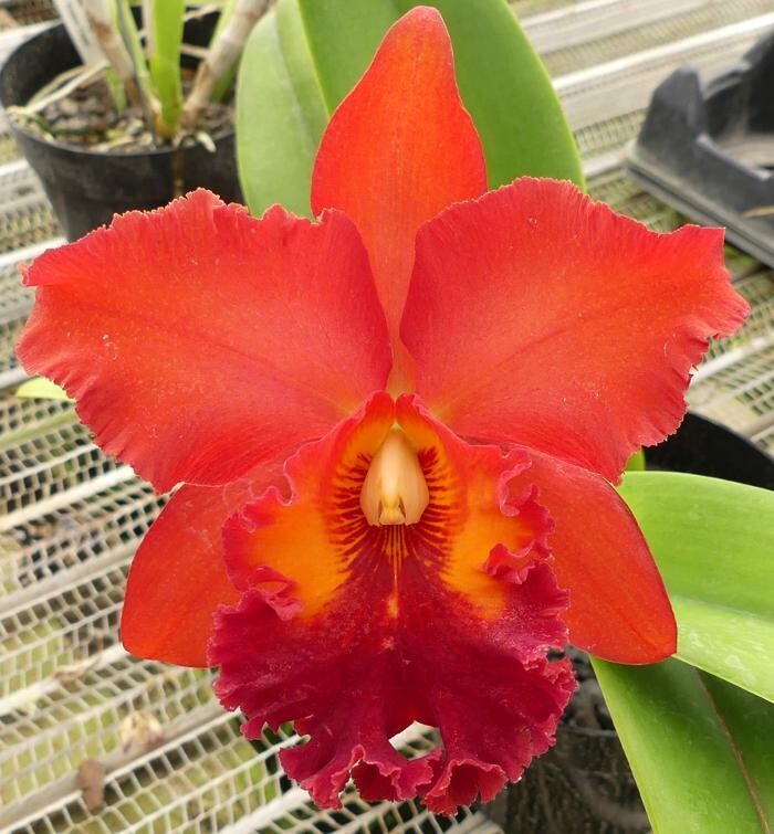 Images Odom's Orchids Inc