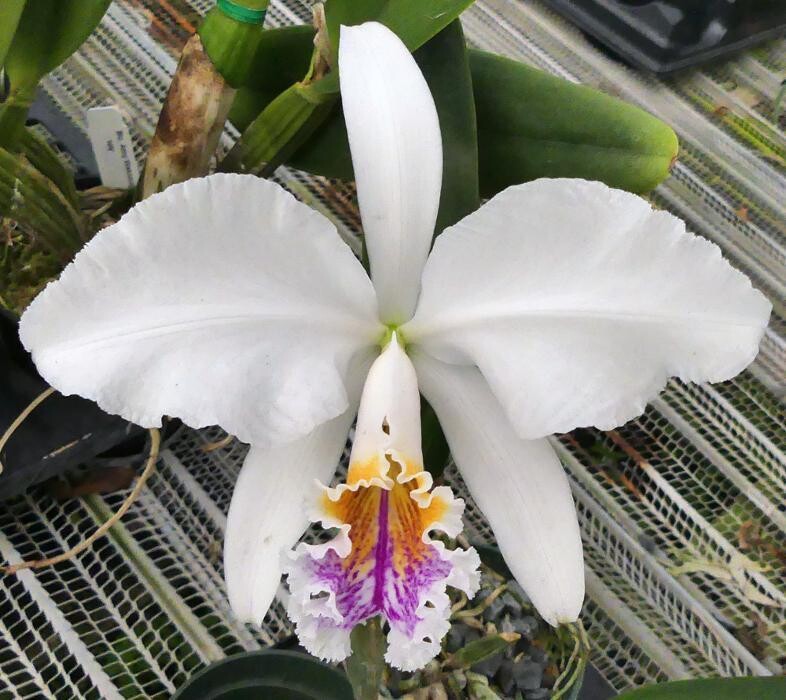 Images Odom's Orchids Inc